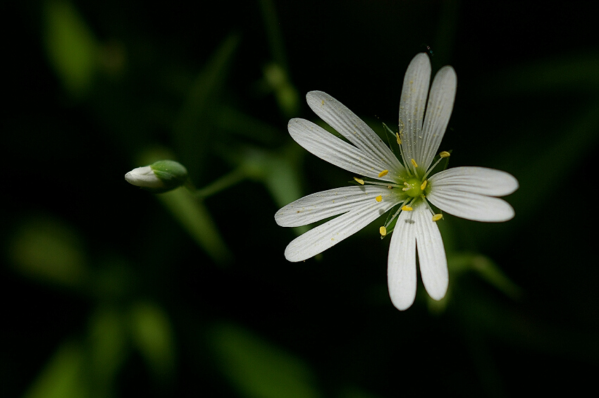 Stellaria holostea