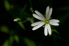 Stellaria holostea