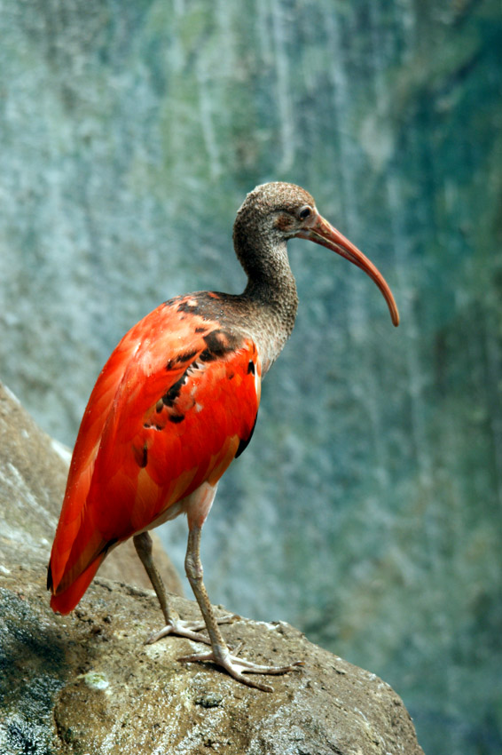 ibis