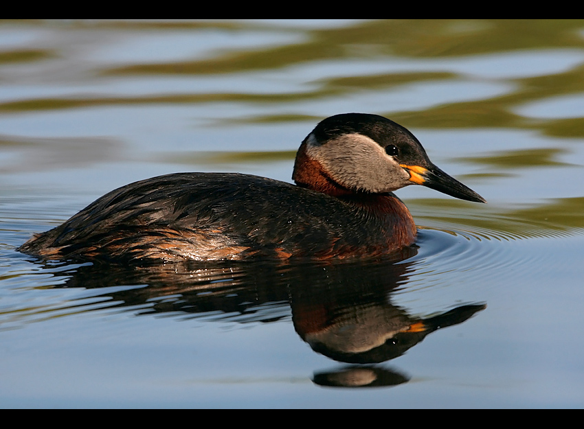 Podiceps grisegena