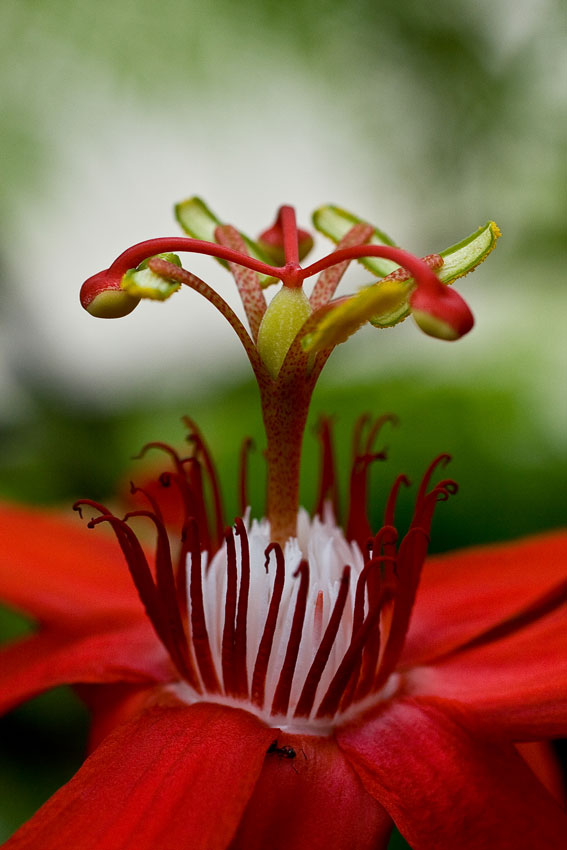 Red-Flower