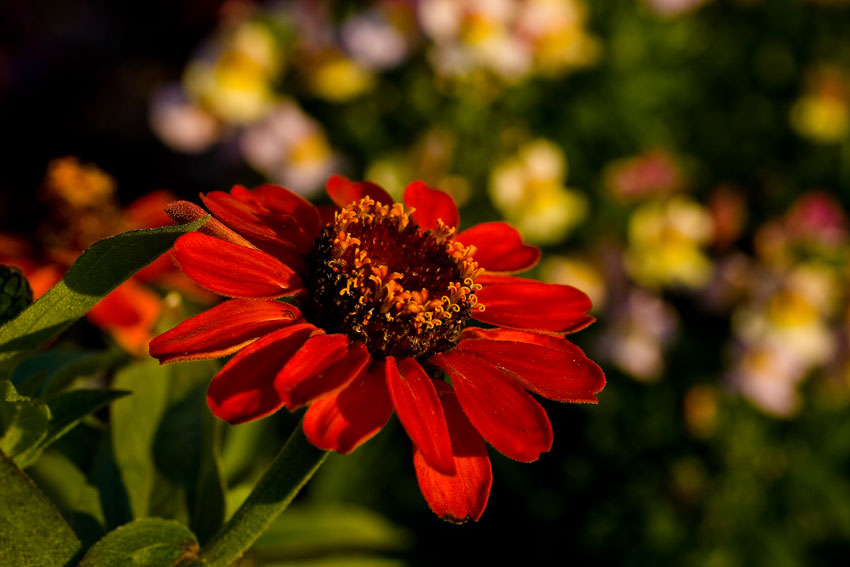 Flower- Red