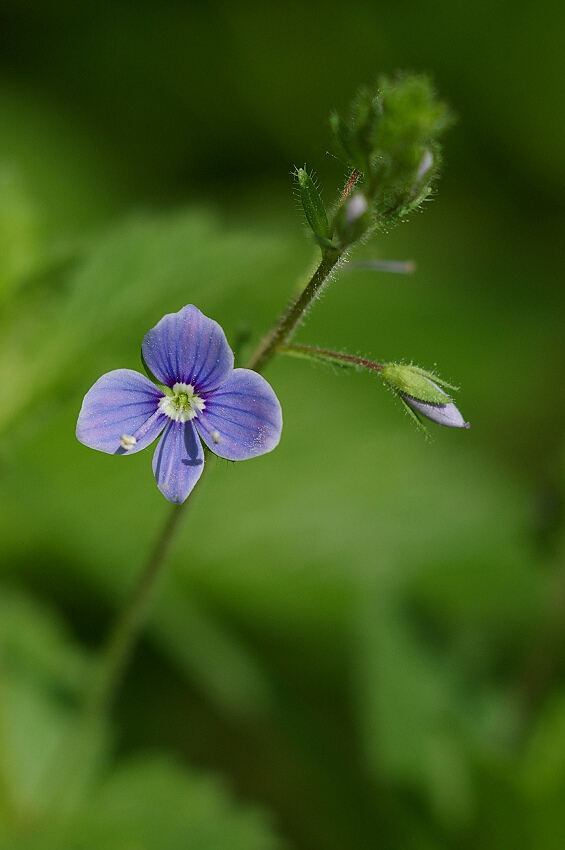 Veronica chamaedrys