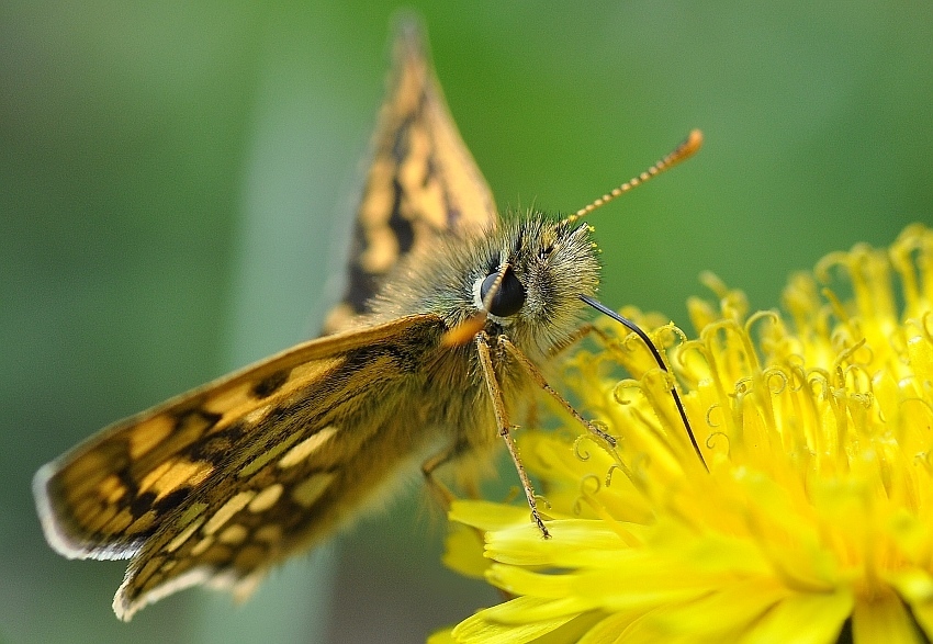 Kosternik Palemon