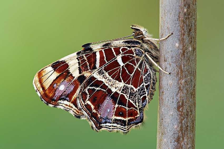 Rusalka kratnik