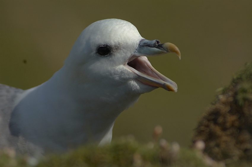 fulmar