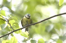 Modraszka - Parus caeruleus