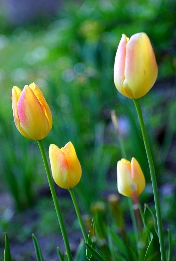 tulip