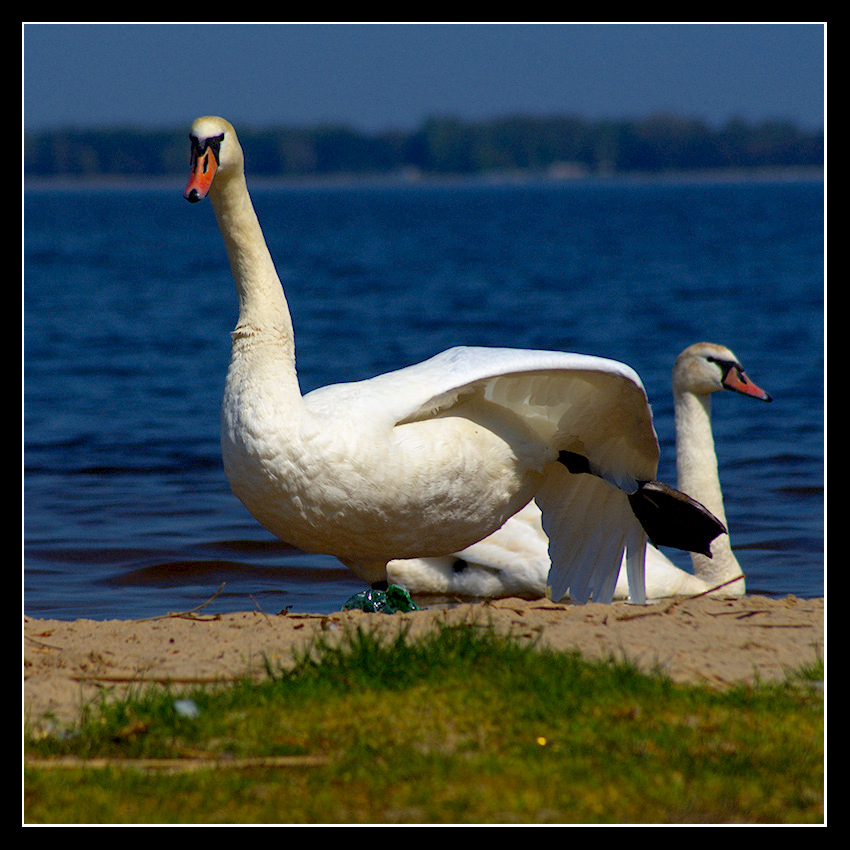 Dance on the bank.