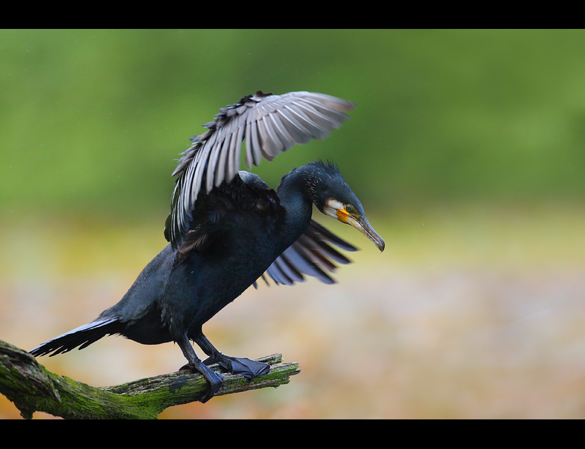 Kormoran czarny