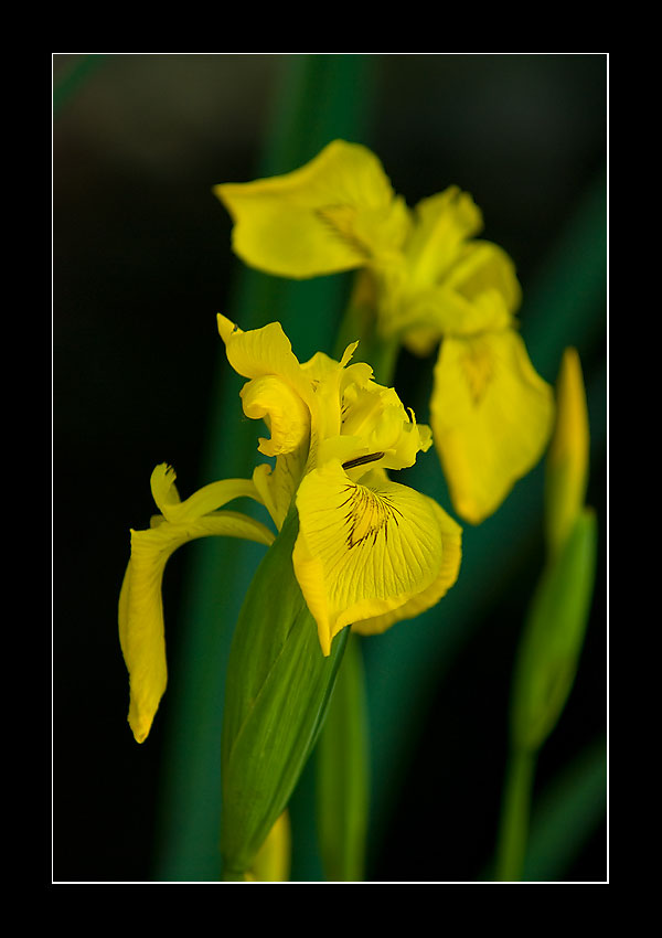 Yellow flower