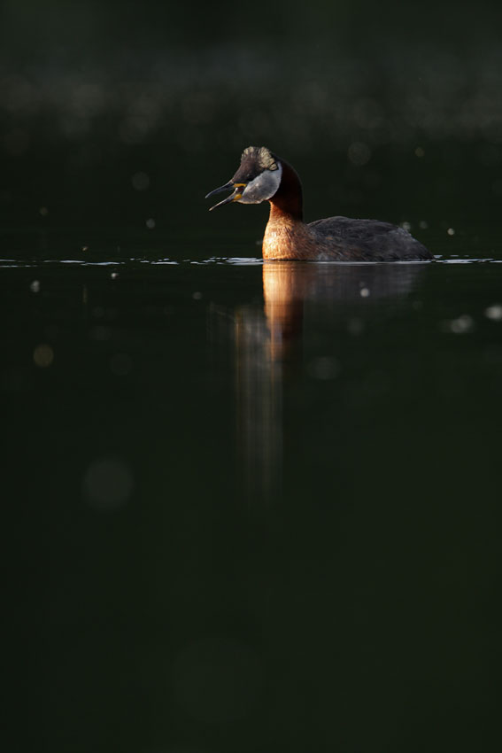 Perkoz rdzawoszyi (Podiceps grisegena)