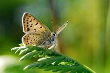 Modraszek  Lycaena tityrus