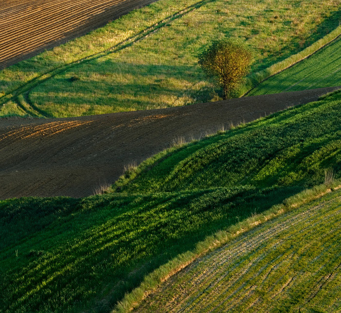 Polna fala z drzewkiem