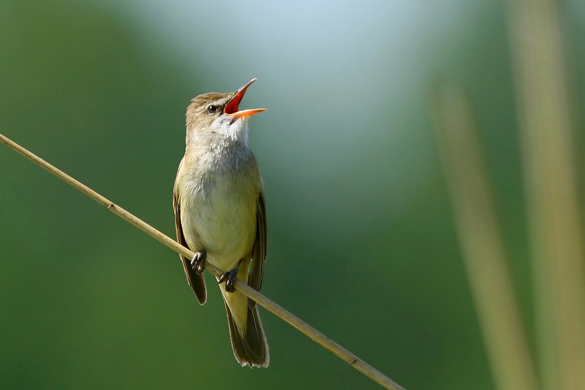 Trzciniak (Acrocephalus arundinaceus)