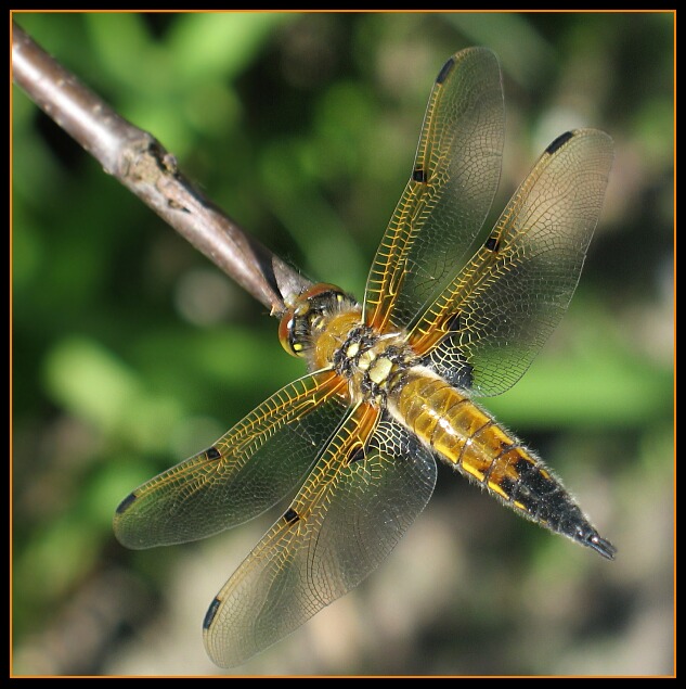 libellula