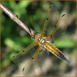 libellula