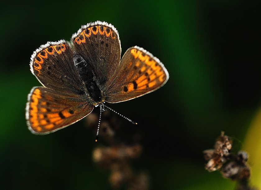 Lycaena tityrus samica