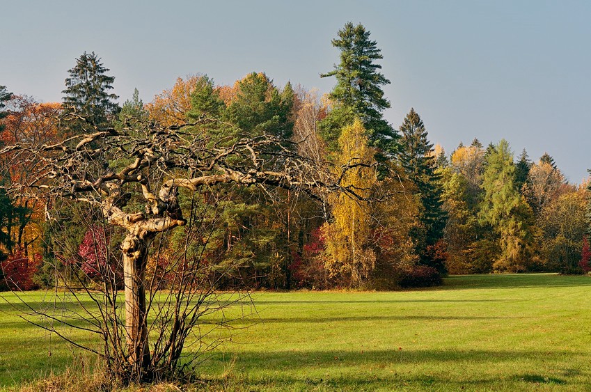 Pocztówka z Białowieży