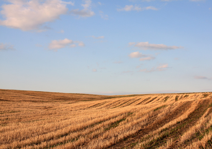 spring field