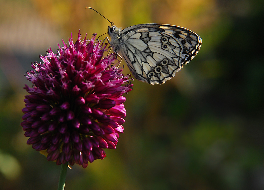 Motyl