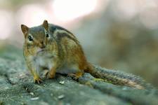 chipmunk