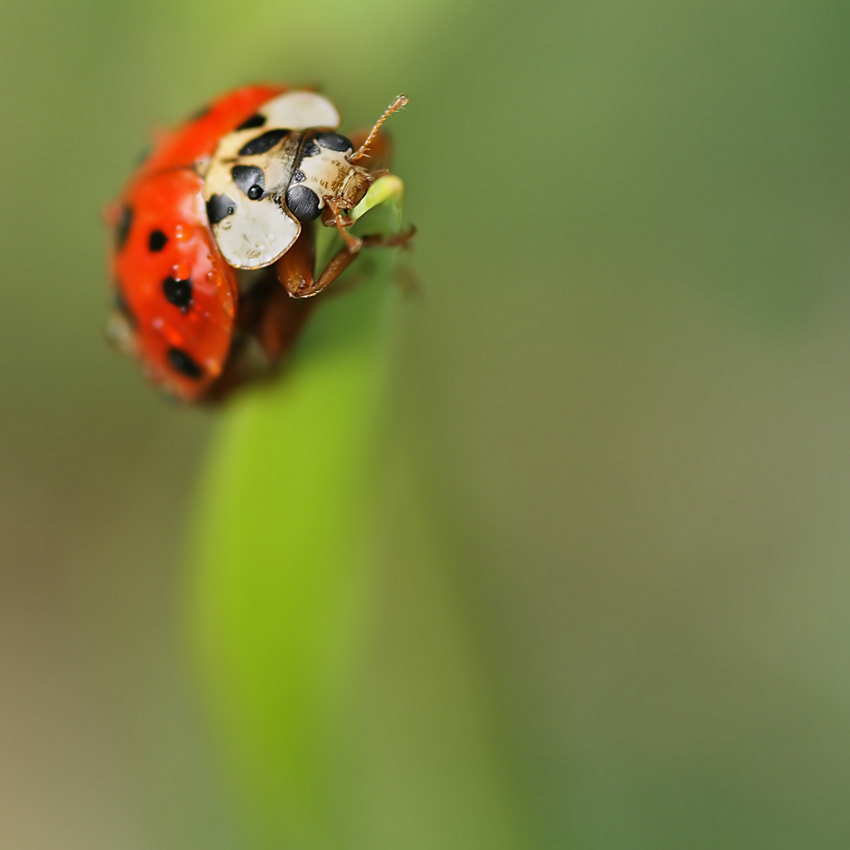 Harmonia axyridis