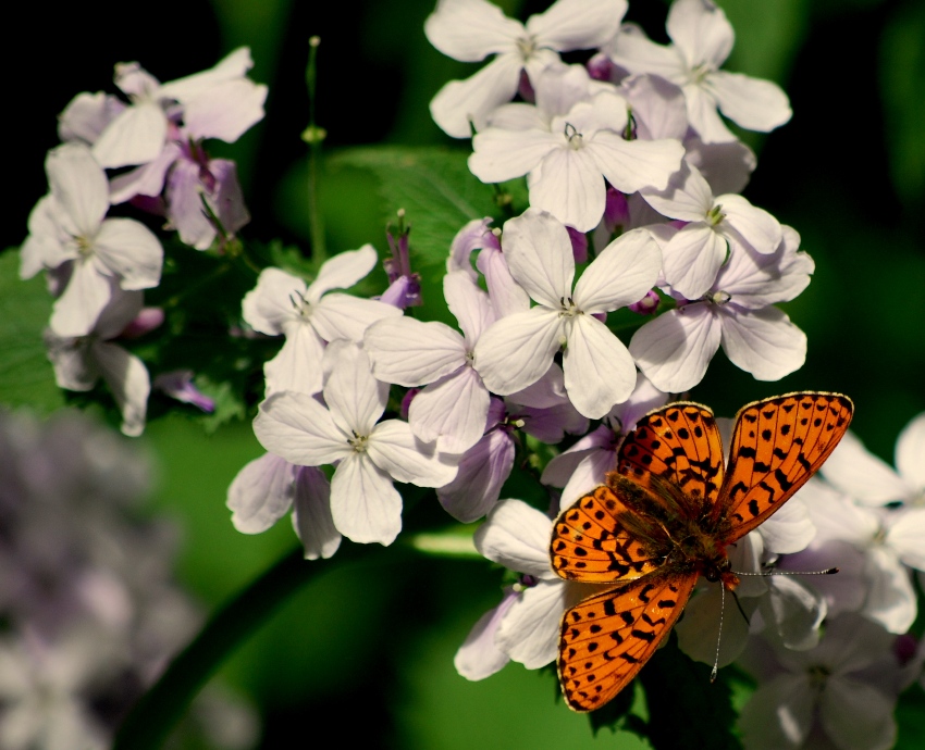 Schmetterling