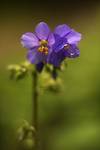 Wielosił błękitny (Polemonium coeruleum)