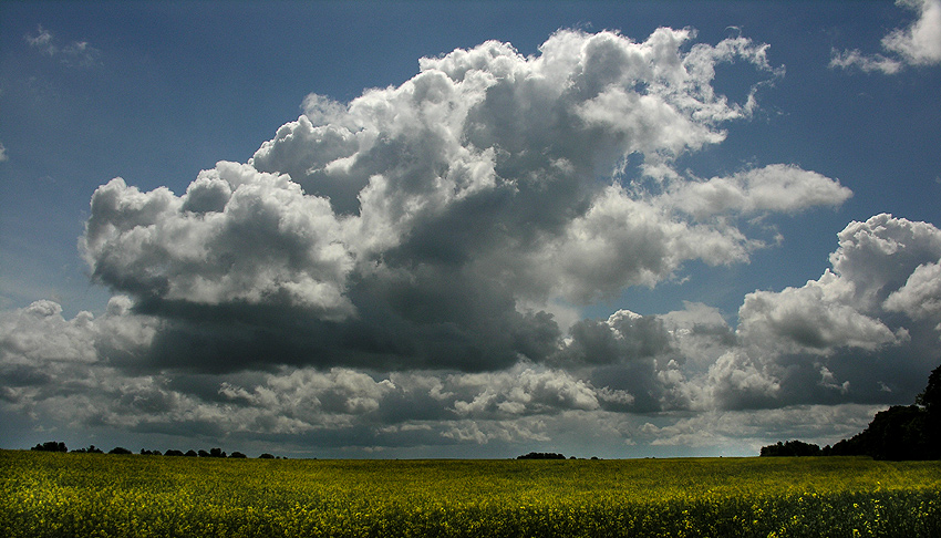 rzepakowe pole