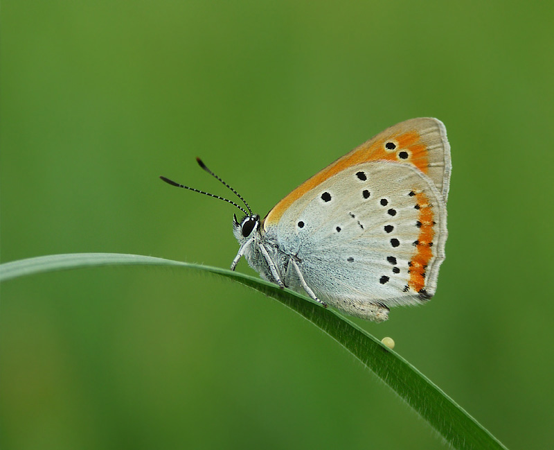 Czerwończyk nieparek (Lycaena dispar)