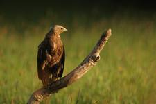 Orlik krzykliwy Aquila pomarina