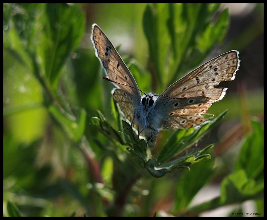 motyl