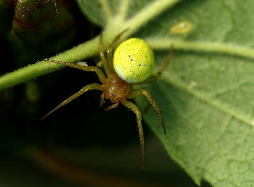 Araneus cucurbitinus (po polsku krzyżak zielony)