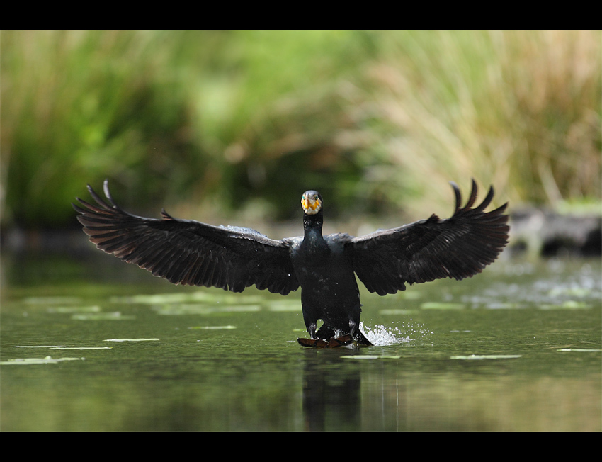 Kormoran Czarny