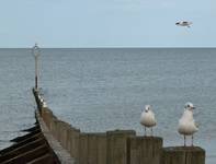 Gullfellas