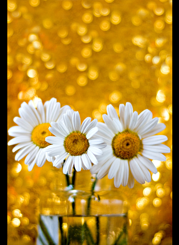 Argyranthemum frutescens 02