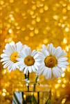 Argyranthemum frutescens 02