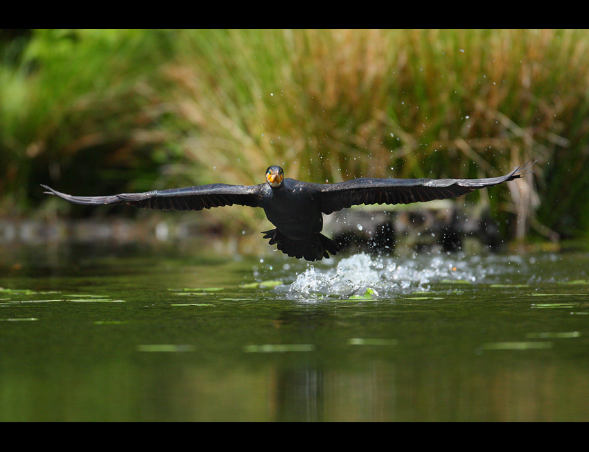 Kormoran Czarny - start...