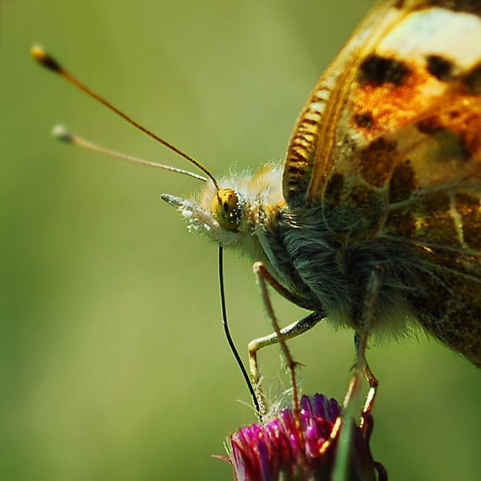 Motyl