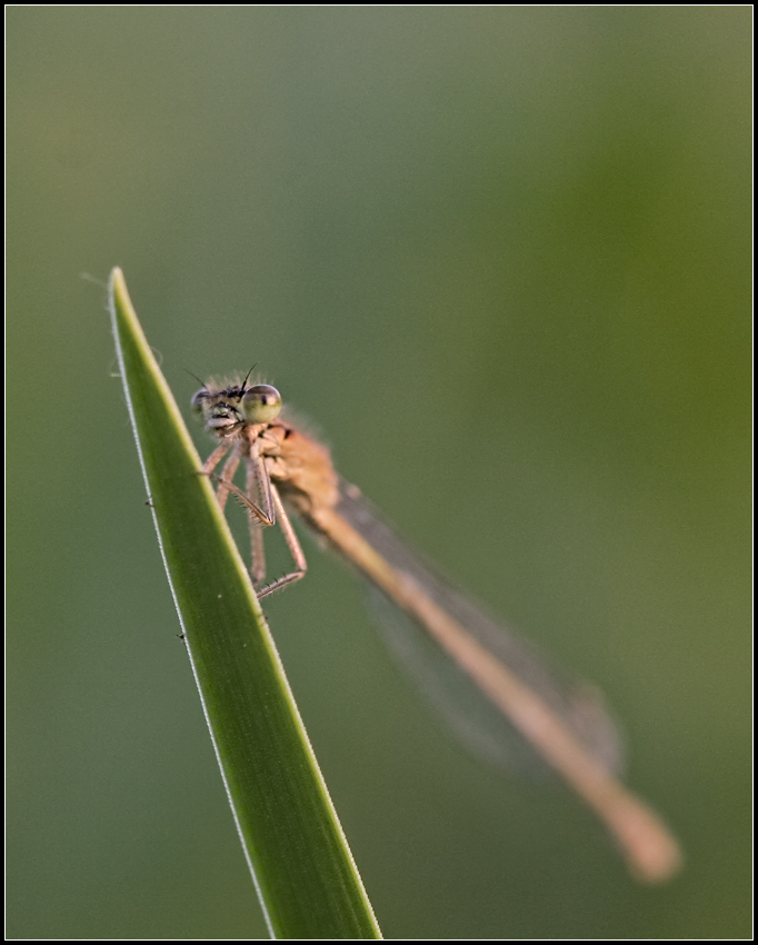 Sympecma fusca