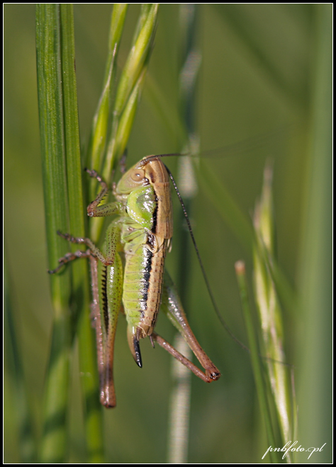 Tettigonia viridissima