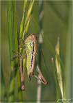 Tettigonia viridissima