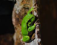 Rzekotka drzewna - Hyla arborea