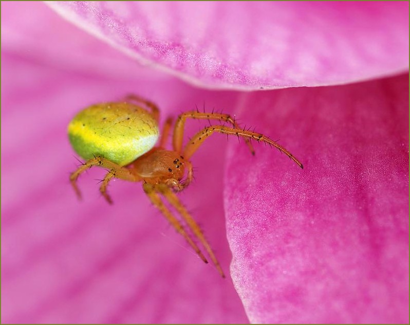 Cytryna------------> Araneus cucurbitinus (po polsku krzyżak zielony)