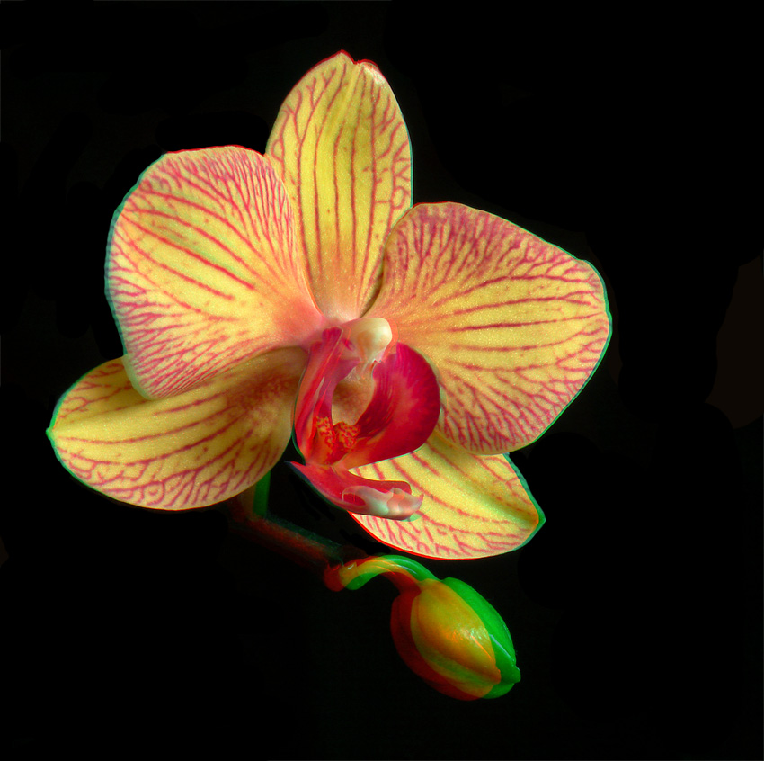 Orchidea 3D