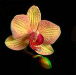 Orchidea 3D