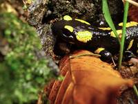 Salamandra Plamista.