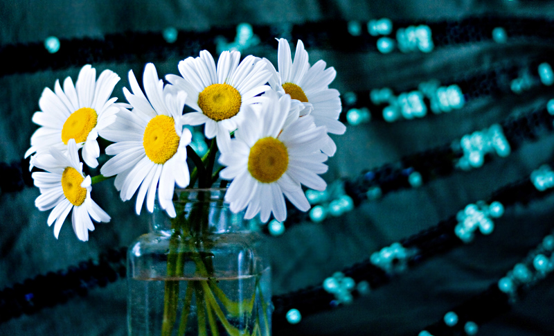 Argyranthemum frutescens 04