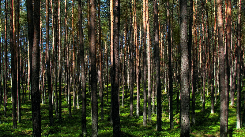 Majową porą w lesie